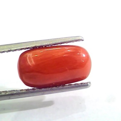 3.72 Carat Natural Italian Red Coral Moonga Gemstone AAAA