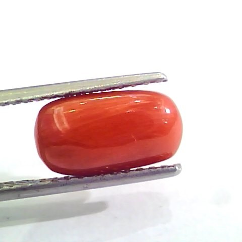 3.72 Carat Natural Italian Red Coral Moonga Gemstone AAAA