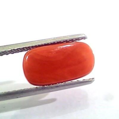 3.72 Carat Natural Italian Red Coral Moonga Gemstone AAAA