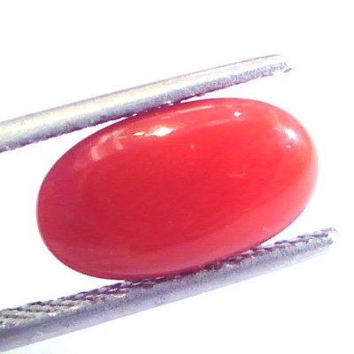 3.69 Ct Untreated Natural Premium Italian Red Coral AAAAA