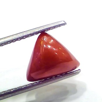 3.76 Ct 4.13 Ratti Natural Italian Triangle Red Coral Moonga Gemstone