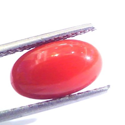 3.69 Ct Untreated Natural Premium Italian Red Coral AAAAA