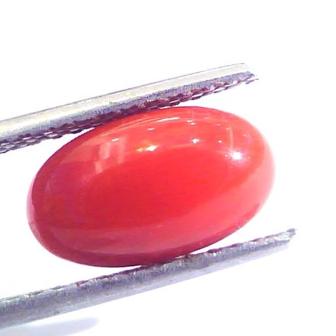 3.69 Ct Untreated Natural Premium Italian Red Coral AAAAA