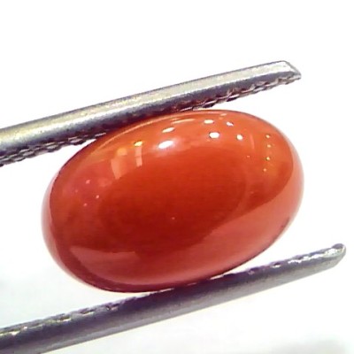 3.82 Ct 6.25 Ratti Natural Untreated Italian Red Coral Moonga Gems