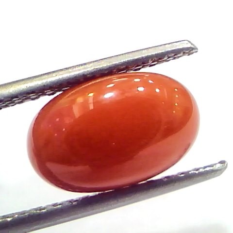 3.82 Ct 6.25 Ratti Natural Untreated Italian Red Coral Moonga Gems