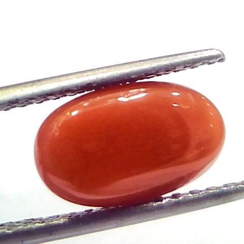 3.82 Ct 6.25 Ratti Natural Untreated Italian Red Coral Moonga Gems