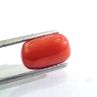 3.78 Carat Natural Italian Red Coral Moonga Gemstone AAAA