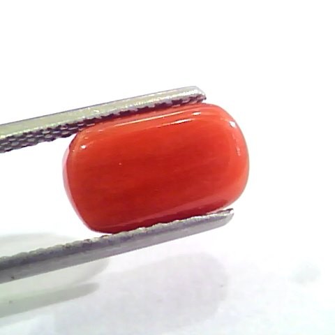 3.78 Carat Natural Italian Red Coral Moonga Gemstone AAAA