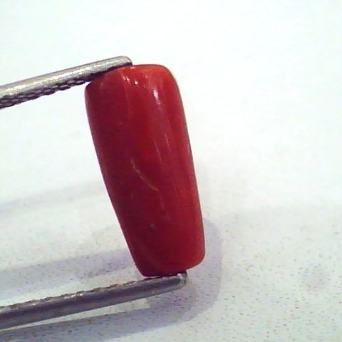 3.78 Carat Natural Italian Red Coral Moonga Gemstone