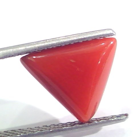 3.60 Ct 6.5 Ratti Natural Italian Triangle Red Coral Moonga Gemstone