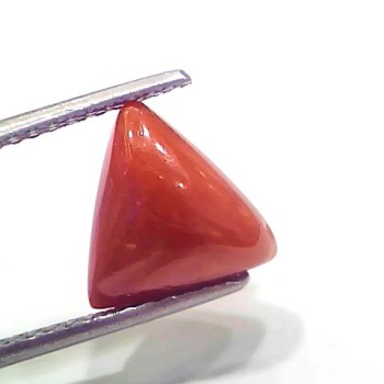 3.85 Ct 4.23 Ratti Natural Italian Triangle Red Coral Moonga Gemstone