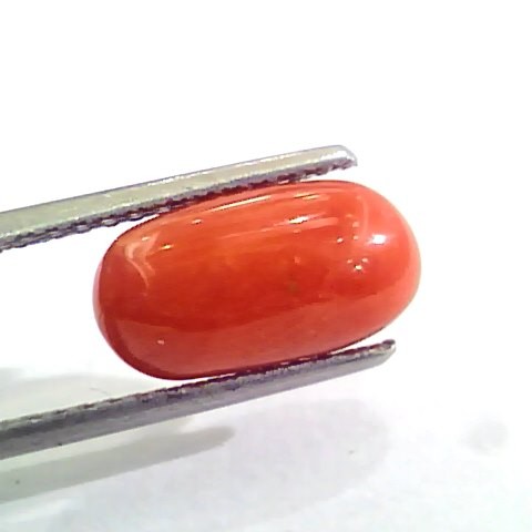3.80 Carat Natural Italian Red Coral Moonga Gemstone AAAA