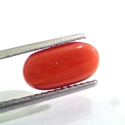 3.80 Carat Natural Italian Red Coral Moonga Gemstone AAAA
