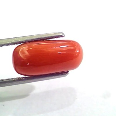3.83 Carat Natural Italian Red Coral Moonga Gemstone AAAA