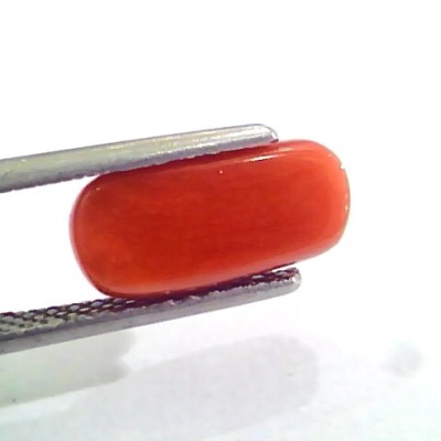 3.83 Carat Natural Italian Red Coral Moonga Gemstone AAAA