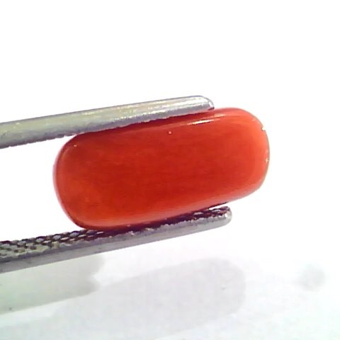 3.83 Carat Natural Italian Red Coral Moonga Gemstone AAAA