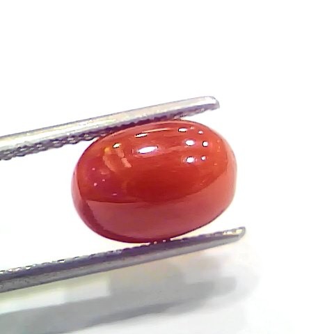 3.90 Ct 6.41 Ratti Natural Italian Red Coral Moonga Gemstone