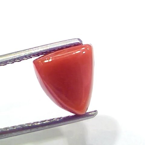 3.88 Ct 4.26 Ratti Natural Italian Triangle Red Coral Moonga Gemstone