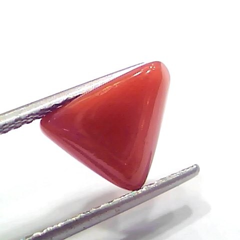 3.91 Ct 4.29 Ratti Natural Italian Triangle Red Coral Moonga Gemstone