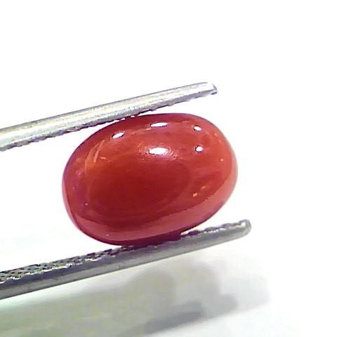 3.90 Ct 6.41 Ratti Natural Italian Red Coral Moonga Gemstone