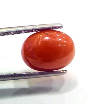 4.00 Ct 4.44 Ratti Natural Italian Red Coral Moonga Gemstone
