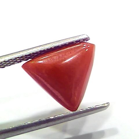3.92 Ct 4.30 Ratti Natural Italian Triangle Red Coral Moonga Gemstone