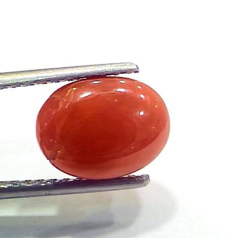 4.00 Ct 4.44 Ratti Natural Italian Red Coral Moonga Gemstone