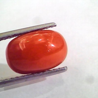 3.92 Carat Natural Italian Red Coral Moonga Gemstone AAAA