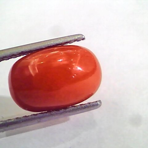 3.92 Carat Natural Italian Red Coral Moonga Gemstone AAAA