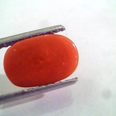 3.92 Carat Natural Italian Red Coral Moonga Gemstone AAAA