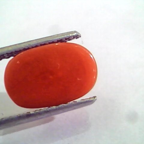 3.92 Carat Natural Italian Red Coral Moonga Gemstone AAAA
