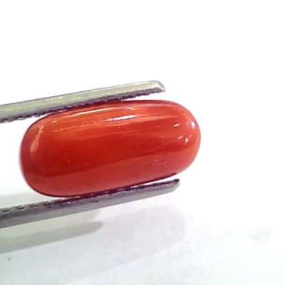 3.94 Carat Natural Italian Red Coral Moonga Gemstone AAAA