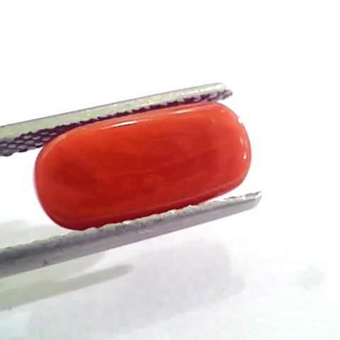 3.94 Carat Natural Italian Red Coral Moonga Gemstone AAAA