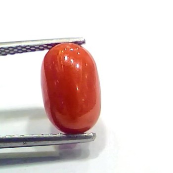 4.04 Ct 4.48 Ratti Natural Italian Red Coral Moonga Gemstone