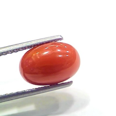 3.97 Ct 6.6 Ratti Natural Italian Red Coral Moonga Gemstone