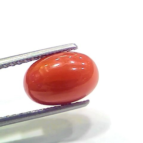 3.97 Ct 6.6 Ratti Natural Italian Red Coral Moonga Gemstone
