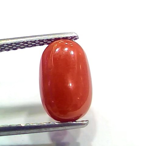 4.04 Ct 4.48 Ratti Natural Italian Red Coral Moonga Gemstone