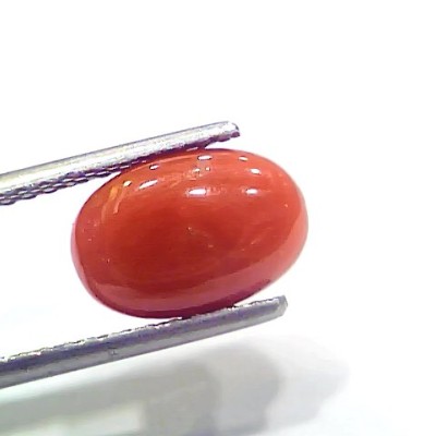 3.97 Ct 6.6 Ratti Natural Italian Red Coral Moonga Gemstone