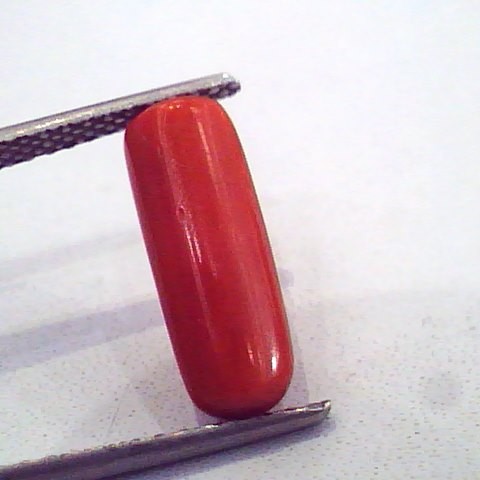 3.96 Carat Untreated Natural Red Coral Gemstone For Mangal