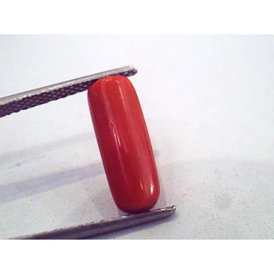 3.96 Carat Untreated Natural Red Coral Gemstone For Mangal