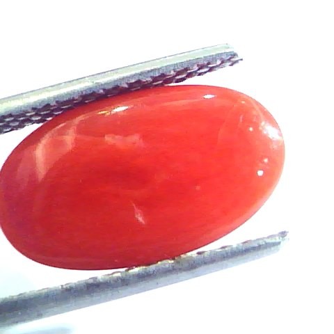 4.02 Ct Untreated Natural Premium Italian Red Coral AAAAA
