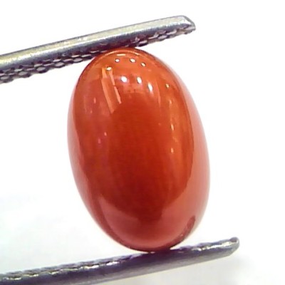 4.04 Ct 6.7 Ratti Natural Untreated Italian Red Coral Moonga Gems