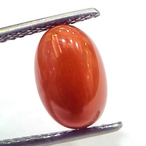 4.04 Ct 6.7 Ratti Natural Untreated Italian Red Coral Moonga Gems