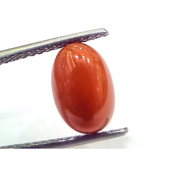 4.04 Ct 6.7 Ratti Natural Untreated Italian Red Coral Moonga Gems