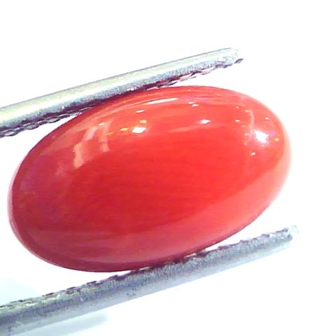 4.02 Ct Untreated Natural Premium Italian Red Coral AAAAA
