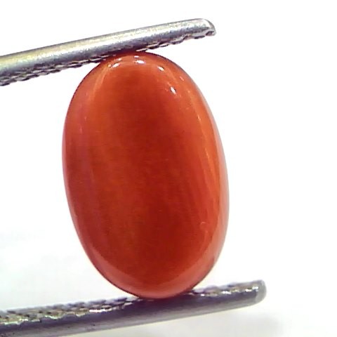 4.04 Ct 6.7 Ratti Natural Untreated Italian Red Coral Moonga Gems
