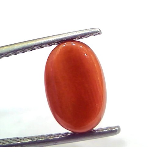 4.04 Ct 6.7 Ratti Natural Untreated Italian Red Coral Moonga Gems