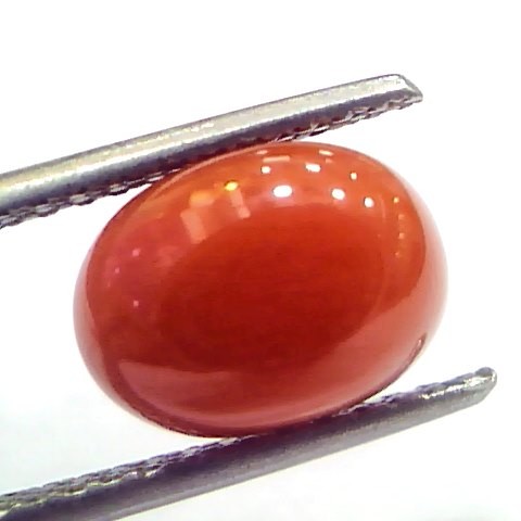 4.10 Ct 6.8 Ratti Natural Untreated Italian Red Coral Moonga Gems
