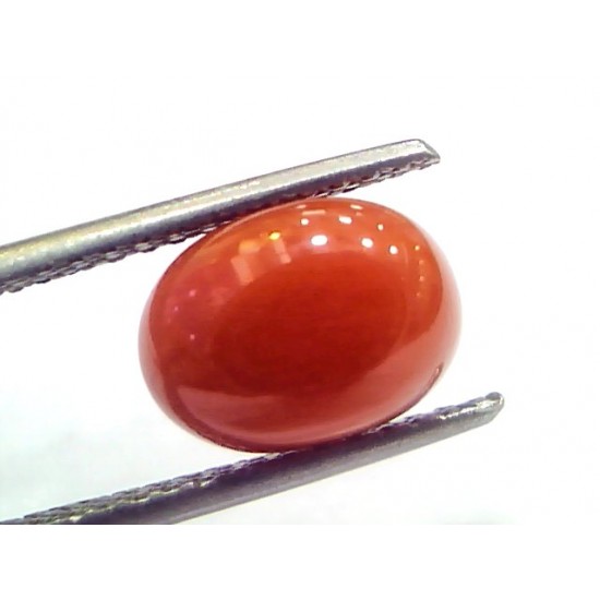 4.10 Ct 6.8 Ratti Natural Untreated Italian Red Coral Moonga Gems