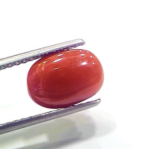 4.10 Ct 4.55 Ratti Natural Italian Red Coral Moonga Gemstone